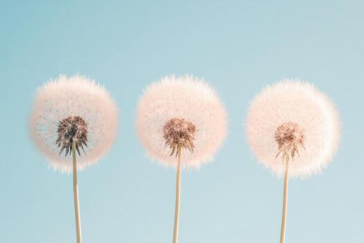 Succulent dandelion seeds swaying gently under clear blue sky in serene nature setting photo