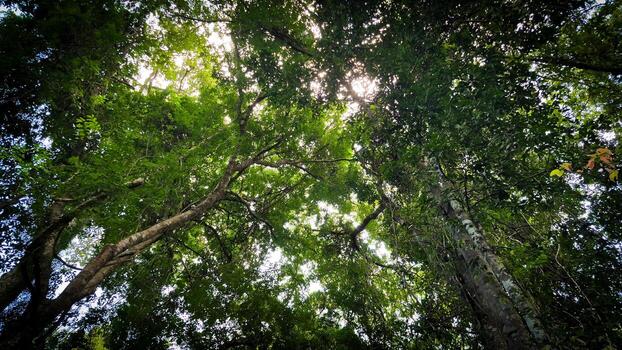 Tree Canopy Silhouettes in a Dense Forest. photo