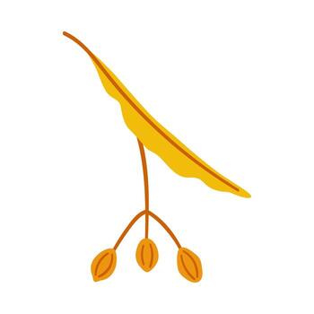 Seeds with leaf of linden tree. Simple handdrawn element on a white background for stickers, web design, and postcards vector