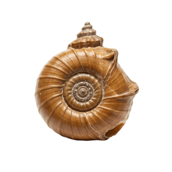 travolgente spirale conchiglia dettaglio in mostra naturale fibonacci sequenza modelli e biologico struttura png