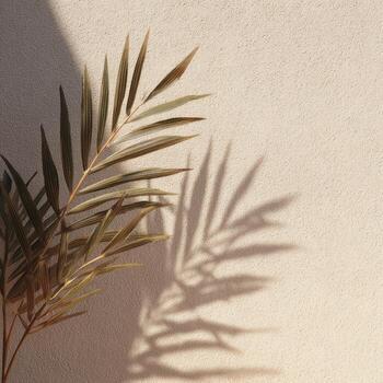 A palm tree with its shadow on a wall photo