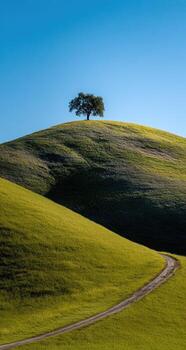 un solitario árbol en un colina foto