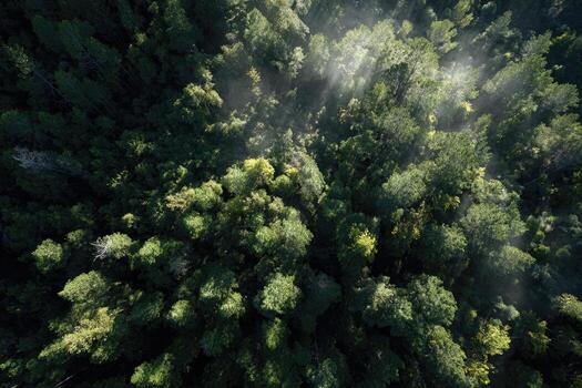 Aerial view of forest canopy with sunlight streaming through photo