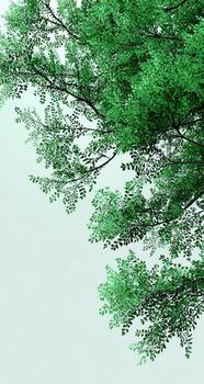 3d model of tree with leaves photo