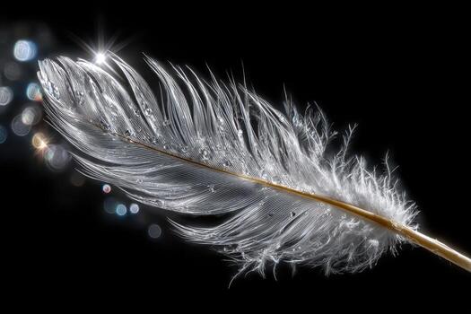 A single white feather with water droplets on a black background photo