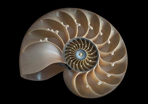 A Detailed View Of A Nautilus Shell Cross Section, Showcasing Its Intricate Chambered Spiral Structure And Natural Patterns Against A Dark Background. photo