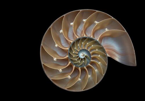 Detailed Cross Section Of A Nautilus Shell Displaying Its Beautiful Fibonacci Spiral And Internal Chambers Against A Dark Background. photo