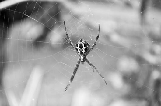 A black and white photo of a spider in its web