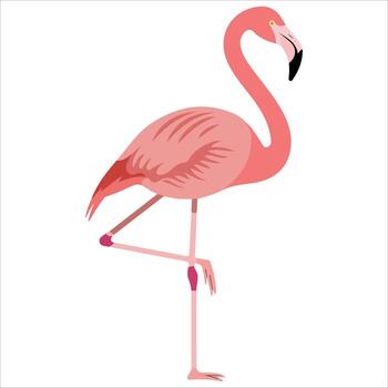 Pink flamingo illustration flat style isolated vector