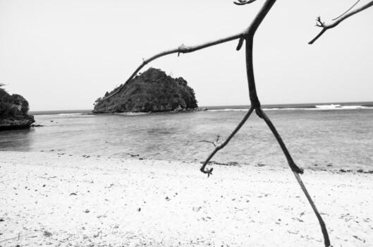 un negro y blanco foto de un playa con un árbol rama