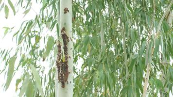 Swarm of Bees Nesting on a Tree Trunk in a Greenery Environment video