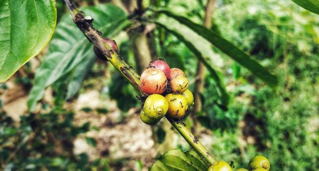 Coffee plant with ripe berries and ants foraging on the branch closeup view photo
