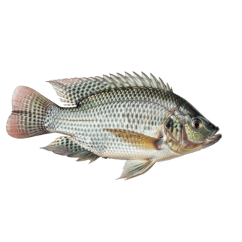 dettagliato lato Visualizza di un' totale, fresco Tilapia pesce in mostra suo scintillante grigio argento bilancia e ampio pinne, isolato su un' trasparente sfondo png