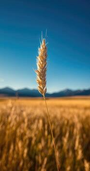 A single wheat plant in a field with mountains in the background photo