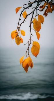 Autumn leaves on a branch by the ocean photo