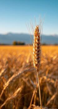A single ear of wheat in a field photo
