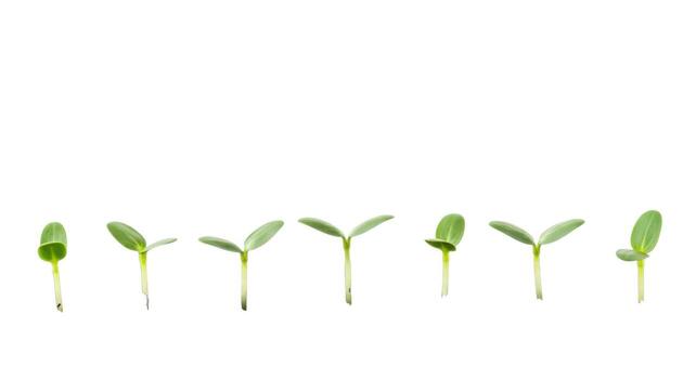 Multiple seedlings isolated on white background photo