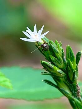 a drop of water sits on the end of a blade of grass photo