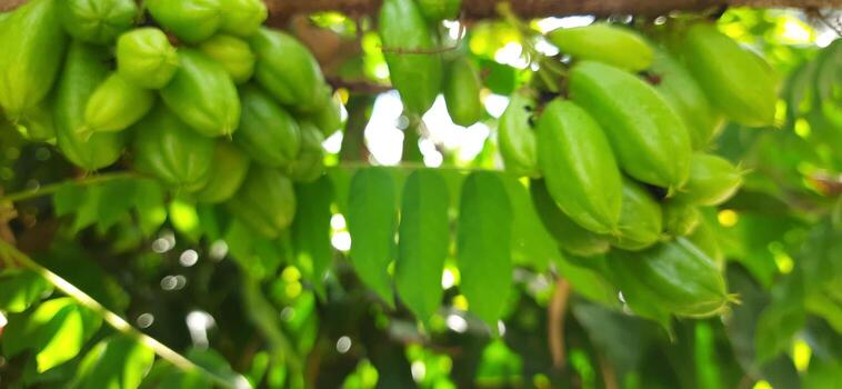 Starfruits on tree in the garden. Bunch of starfruits on tree photo