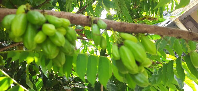 Green Bilimbi Fruits on Tree Branch photo
