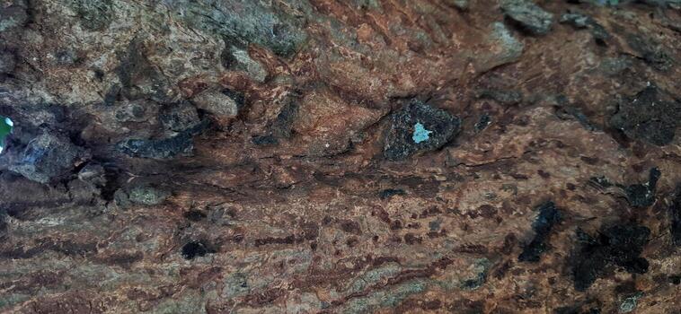 Close-up view of rough tree bark texture photo