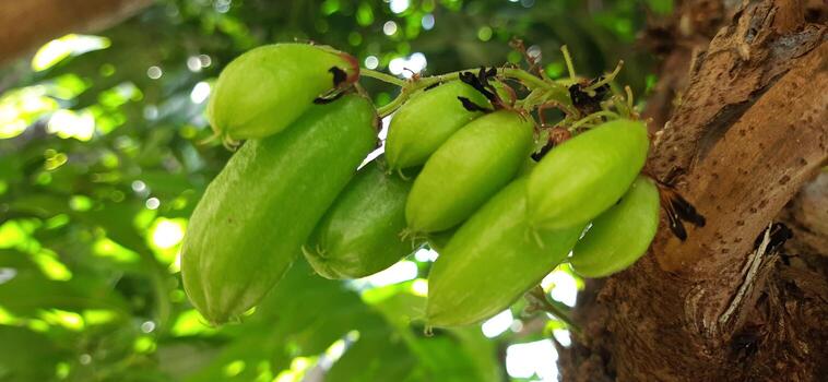 A close-up shot of a tree with green fruit photo