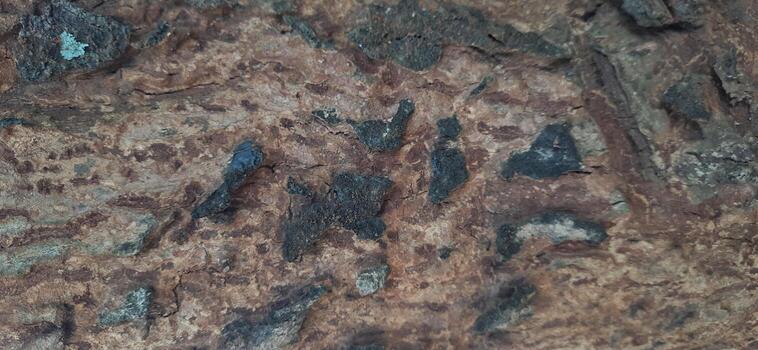 Close up detailed texture of tree bark. Background for banner, backdrop or texture for 3D mapping photo