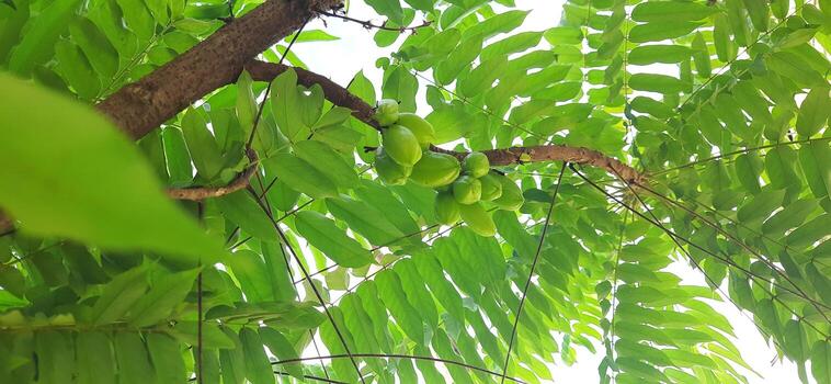 Fresh Green Bilimbi Fruits Hanging from a Tree photo