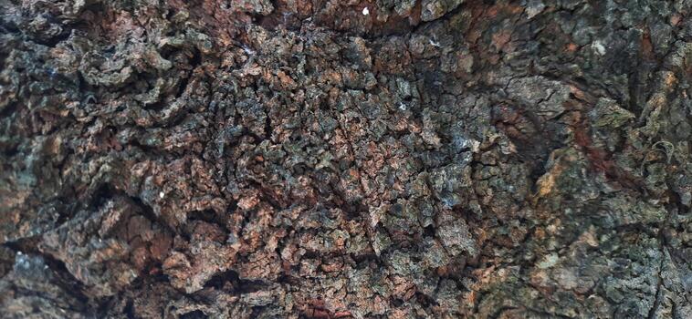 detallado de cerca de árbol ladrar foto