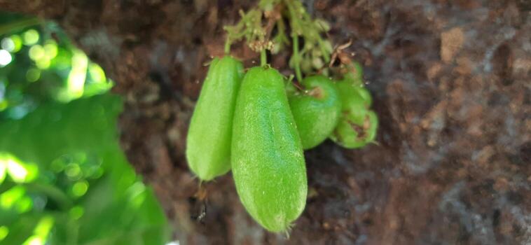 Starfruits on tree in the garden. Bilimbi on tree photo