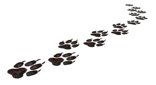 Textured Animal Paw Prints Trail Isolated on White Background. photo