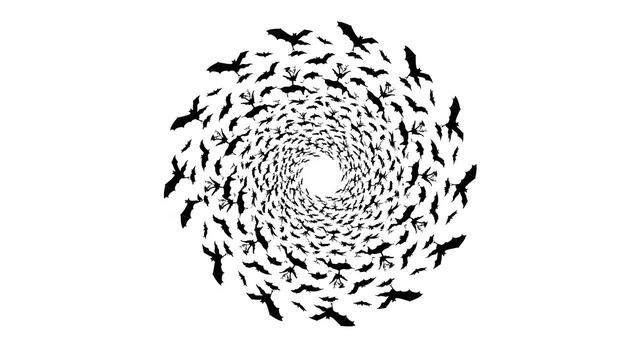 Swirling Vortex of Bats on White Background. photo
