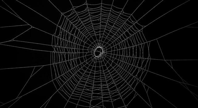 Spider Web Against Black Background. photo