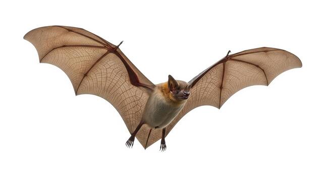 Flying Bat with Spread Wings Isolated on White Background. photo