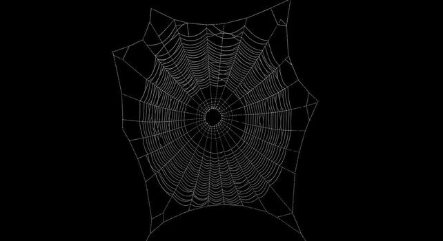 Dew-Covered Spiderweb on Black Background photo