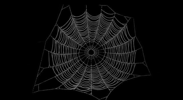 Dewdrops Adorning Intricate Spiderweb on Black Background. photo