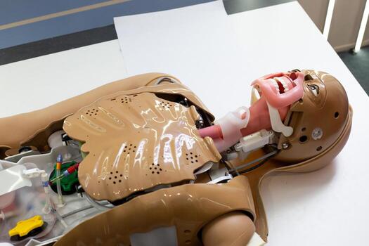 Advanced medical training mannequin with open chest and airway system, showing internal components for simulation of procedures, anatomy education, airway management and clinical skills practice photo