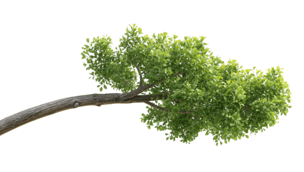 Isolated tree branch with verdant foliage against a transparent backdrop for compositing png