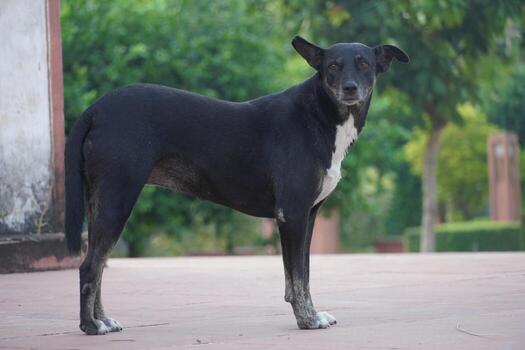 A black stray dog standing on a paved pathway in a park, with greenery and soft sunlight creating a peaceful outdoor scene. photo
