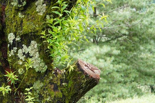 Moss-Covered Tree Trunk in Dense Mountain Forest photo