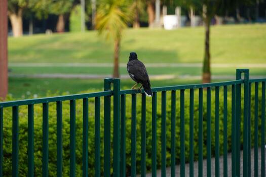 Bird Resting on a Green Metal Fence in a Park Setting photo