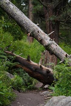 Fallen Tree Trunk Across Green Forest Trail in Mountains photo