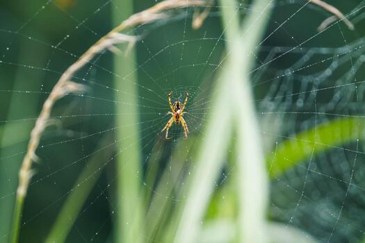 Macro of Spider on Delicate Web Threads photo