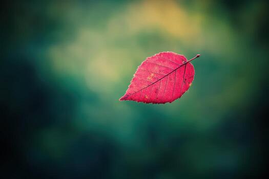 Vibrant red leaf floating against a blurred green background in autumn photo