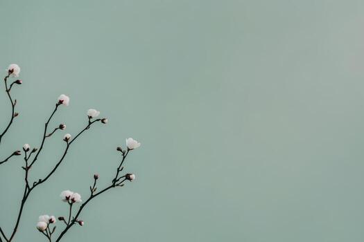 Delicate white blossoms against a soft green background in a serene setting photo