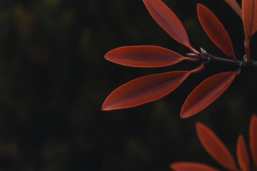 Close-up view of vibrant red leaves against a dark background photo