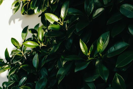 Lush green leaves creating a serene atmosphere in bright sunlight photo