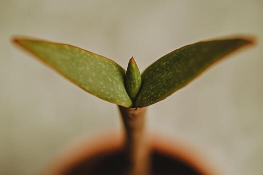 Close-up view of a budding plant in a small pot photo