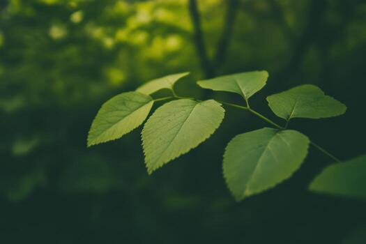 hermosa verde hojas brillante en suave bosque ligero durante tiempo de día foto