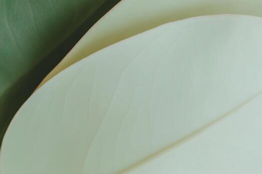 Close-up view of large, smooth leaves in natural setting photo